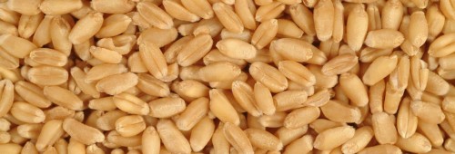 Whoelsale LG – Certified seeds of high-yielding varieties of wheat