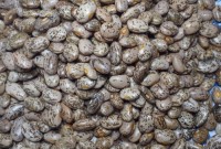Wholesale Pinto Beans from Brazil with the cheapest prices for genuine buyers globally