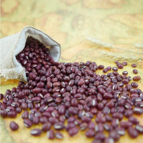 Wholesale Bolinha Red Beans from Brazil at cheapest price in market
